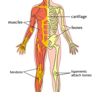 Musculoskeletal Health