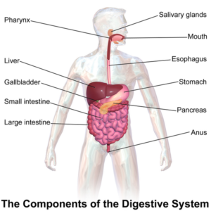 Digestive Health