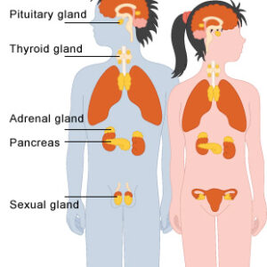 Hormonal Health