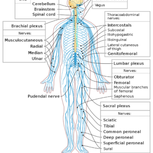 Nervous System