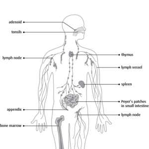 Lymphatic System