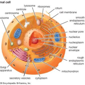 Cell Health