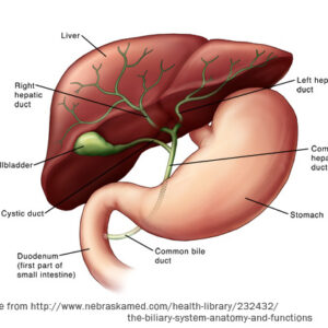 Liver/Gallbladder Health