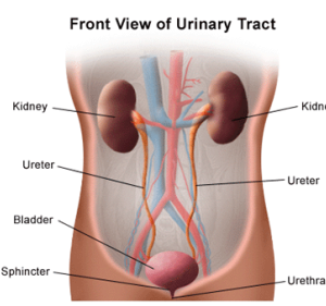 Kidney/Bladder Health