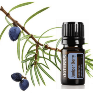 Juniper Berry