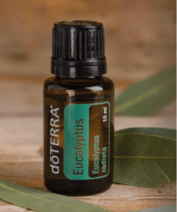 Eucalyptus