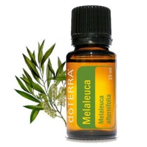 Melaleuca (Tea Tree)