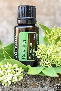 Coriander