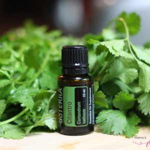 Cilantro